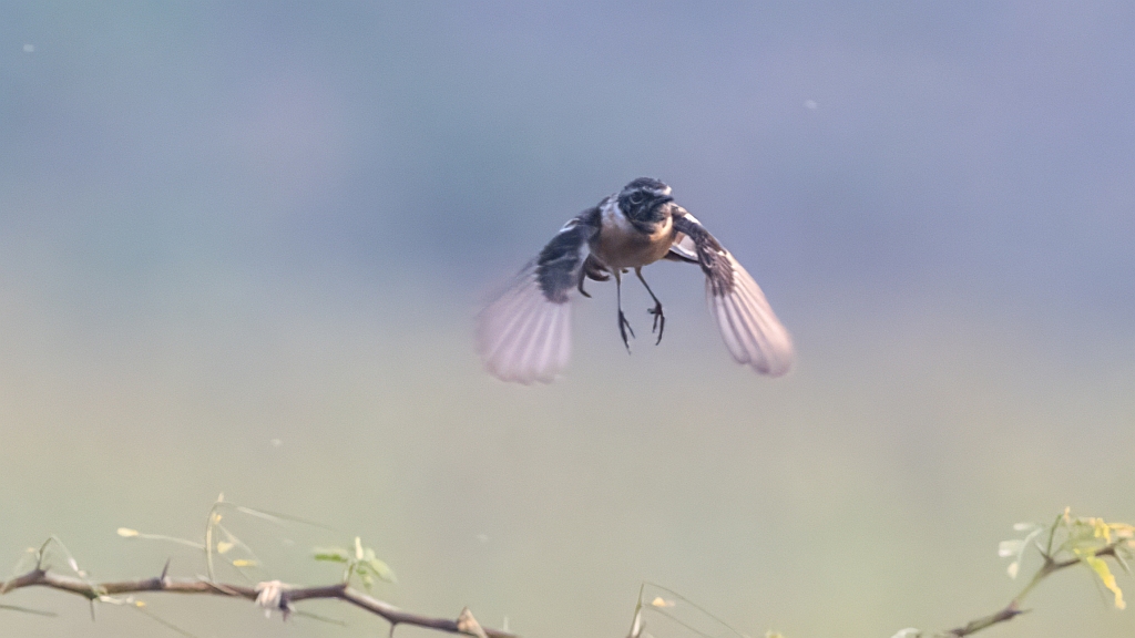 Siberian Stonechat